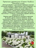 Гортензия Стронг Анабель древовидная