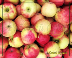 Яблоня Хоней Крисп, Хани Крисп (Honeycrisp)