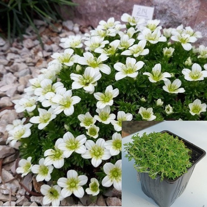 Камнеломка Хайландер Вайт