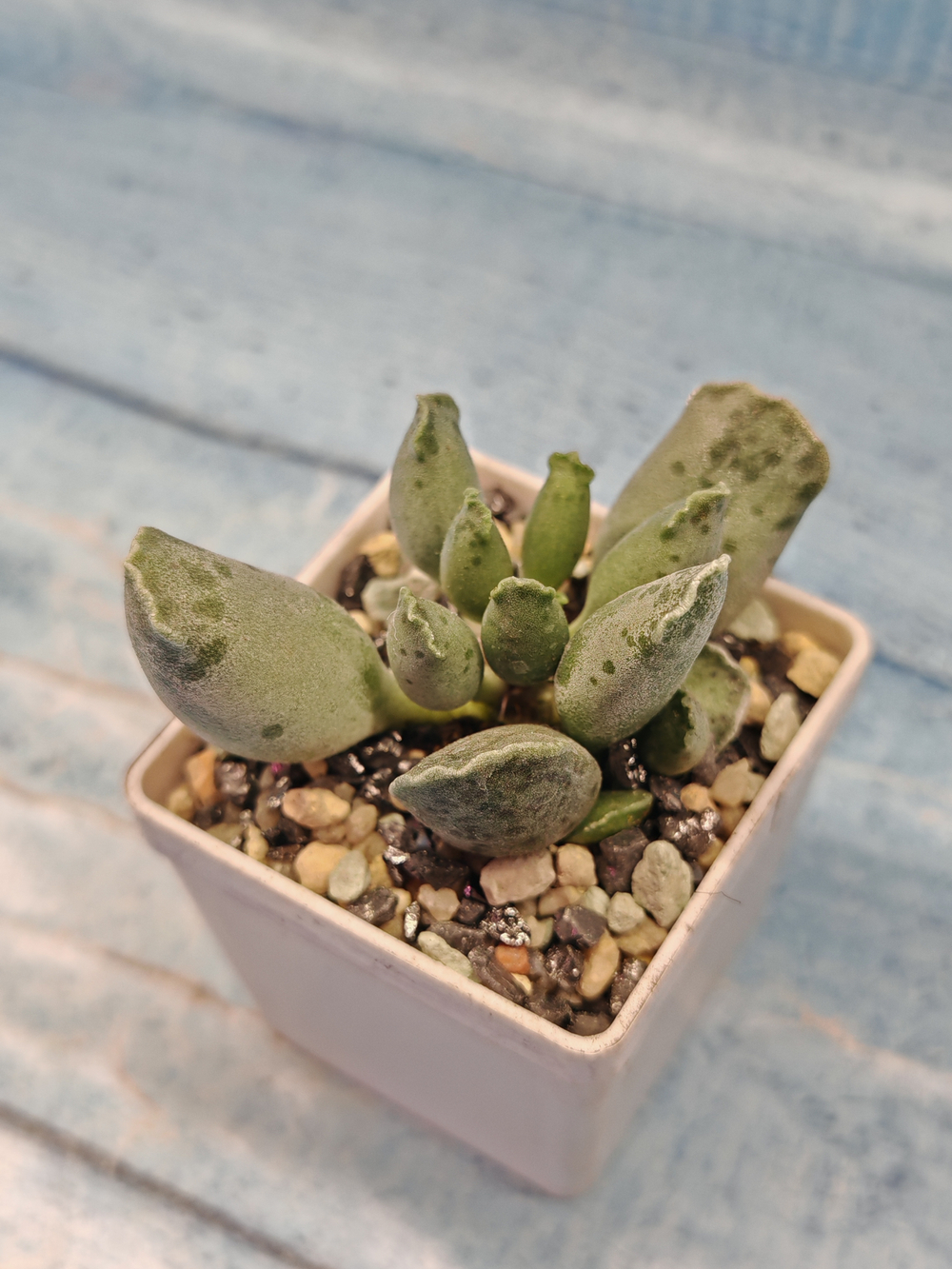 Adromischus Festivus grey (Адромискус)