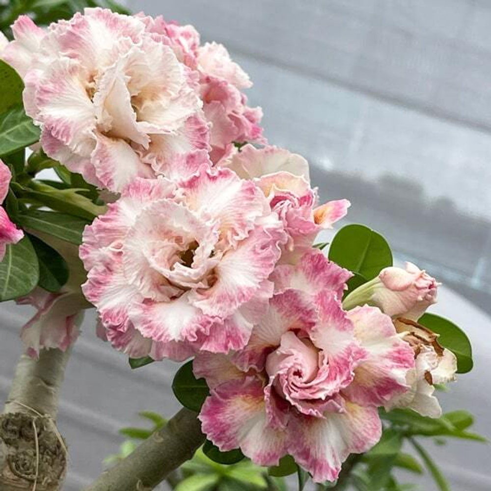 Адениум DARALA