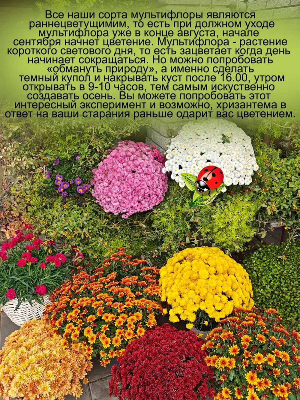 Хризантема Золотой Эльф мультифлора
