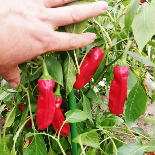 Слабоострый Перец Ставрос Пепперончини — Stavros Greek pepperoncini