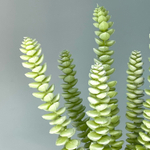 Суккулент седум сизый 25 см