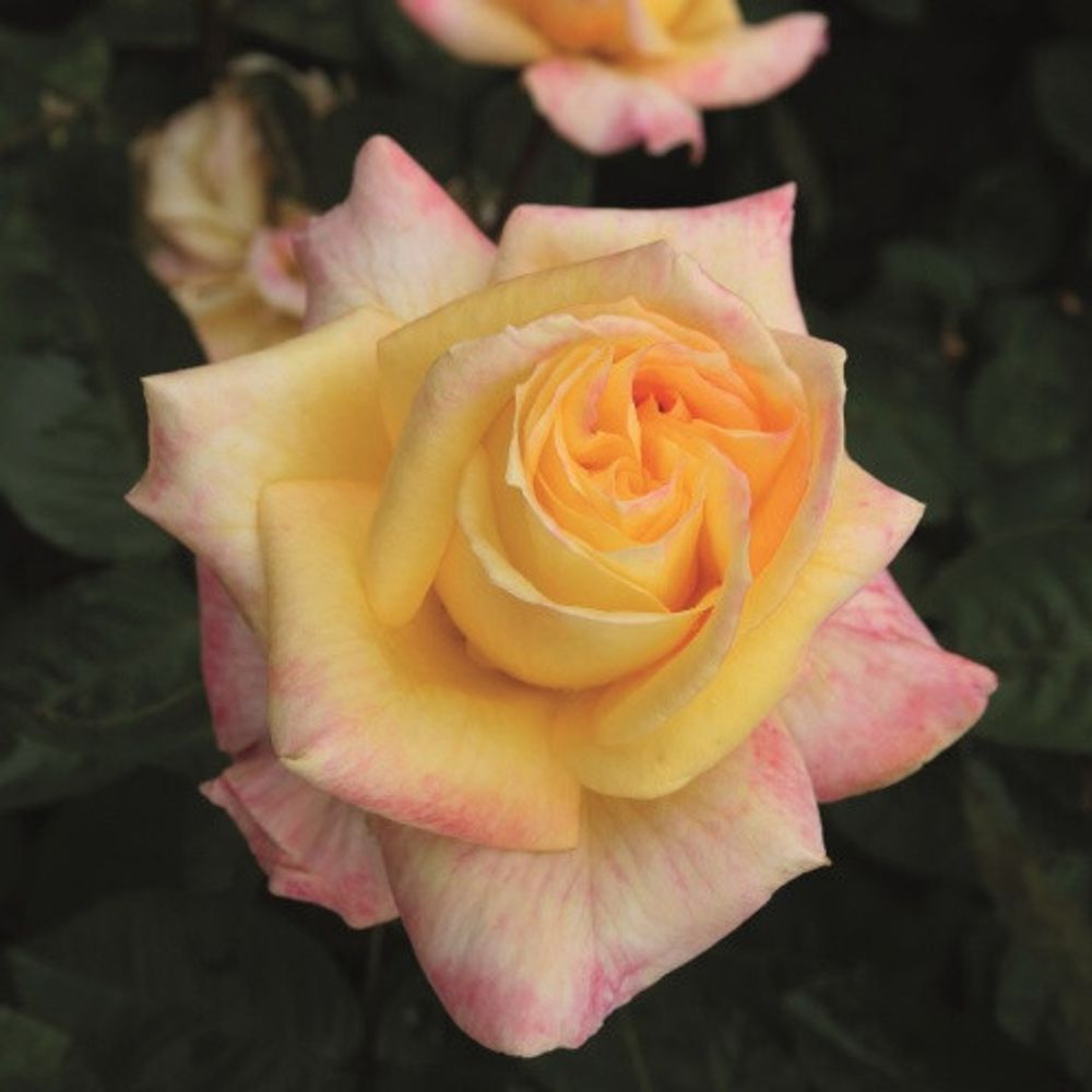 Роза чайно-гибридная Канары