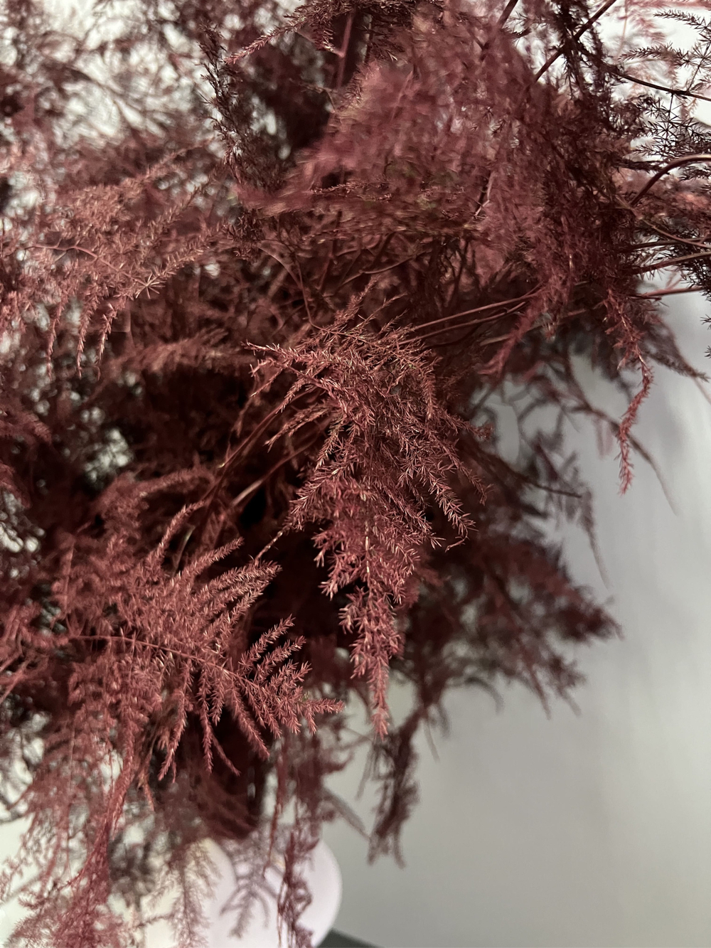 Аспарагус Veren бургунди 1 шт