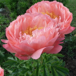 Пион травянистый Корал Сансет (горшок 5л)
