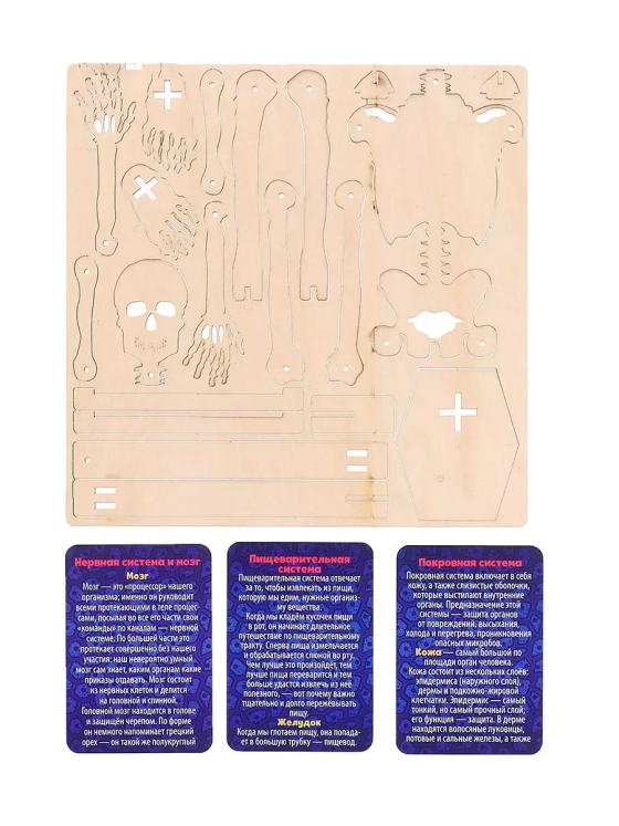 Набор для опытов и экспериментов Строение человека для детей