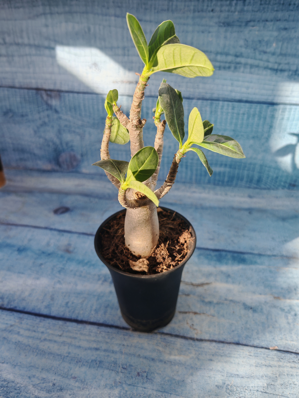 Adenium Baobab (Адениум)