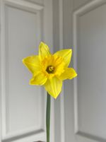 Нарцис желтый