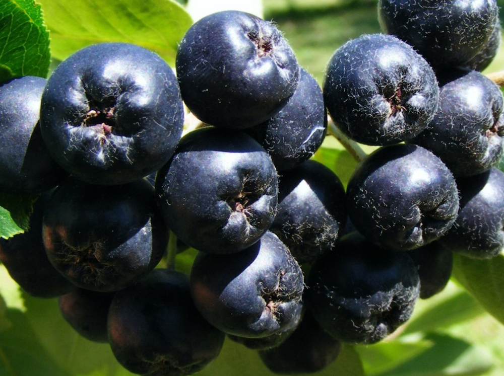 Саженец Аронии «Смуглянка» (Сортовая черноплодка, Лекарственная ягода, Крупноплодная, Супер-зимостойкая)