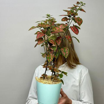 Комнатное растение Гипоэстес