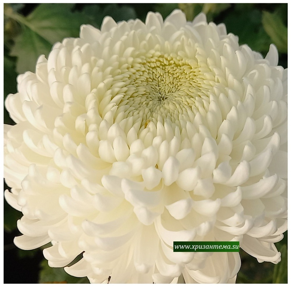 Хризантема крупноцветковая Kay Woolman  ☘  ан 32     (временно нет в наличии)