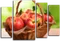 Модульная картина "Райские яблочки"