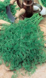 Семена Укроп Супердукат ОЕ 2гр (УД) Е/П