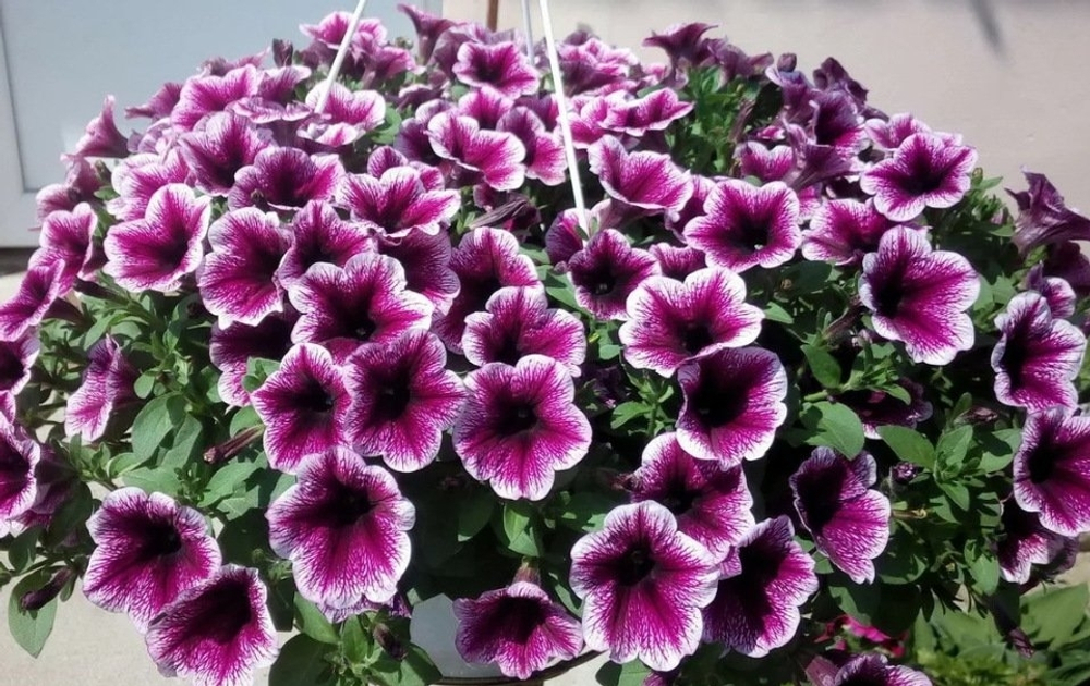 Петуния Cascadias Purple Ice