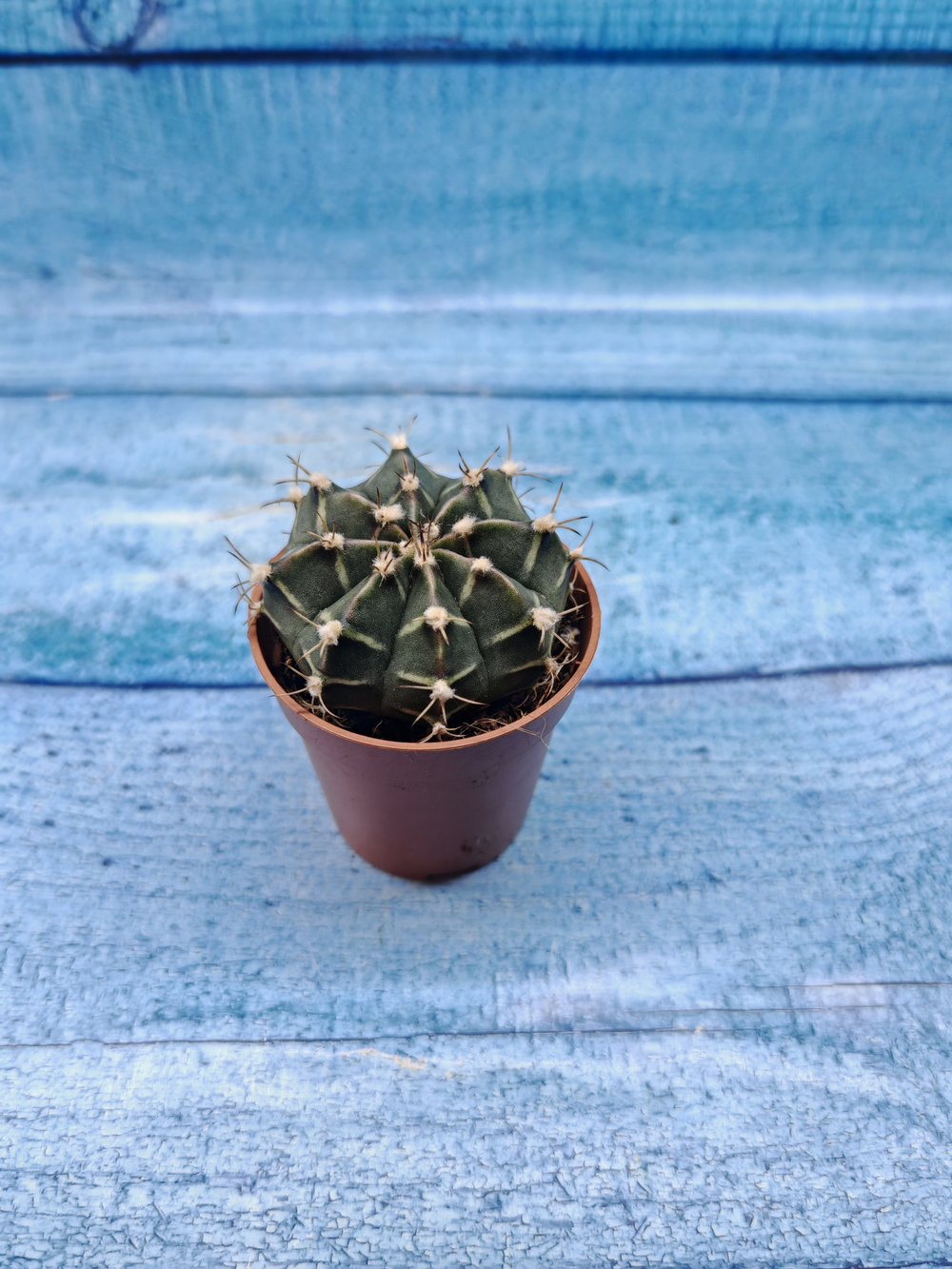 Gymnocalycium Friedrichii (Гимнокалициум)