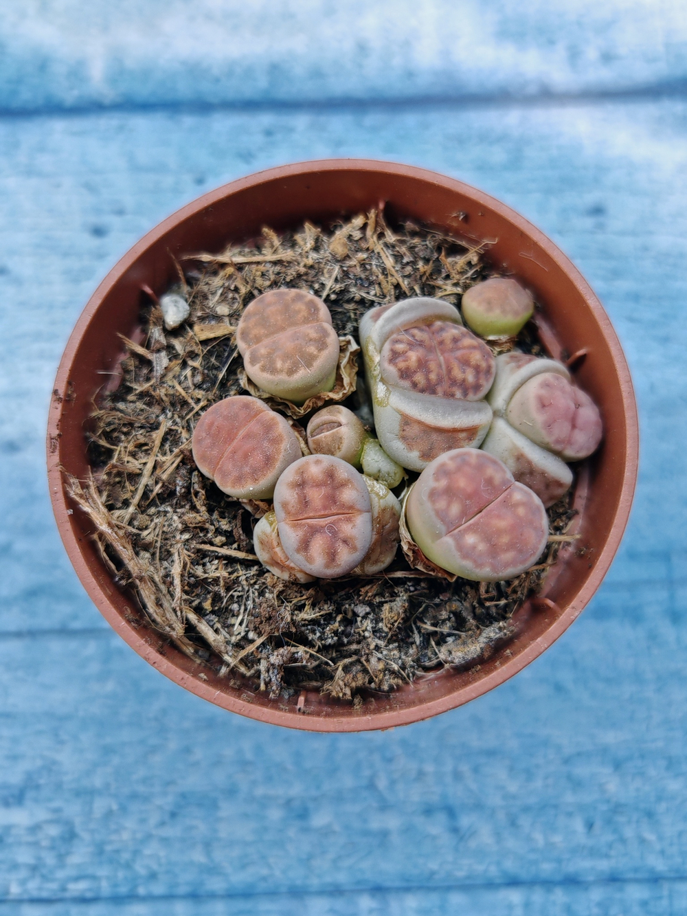 Lithops sp. (Литопсы)
