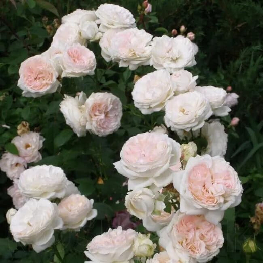 Роза Себастьян Кнейпп С7 Закупка М57 июнь 2026