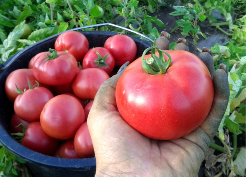 Томат Вернер F1