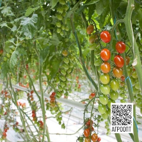 Флорантино F1 семена томата (Rijk Zwaan / Райк Цваан) в поле – фото 3