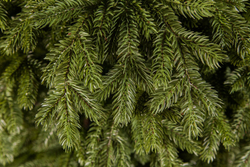 Ель Царская 230см зеленая Triumph Tree