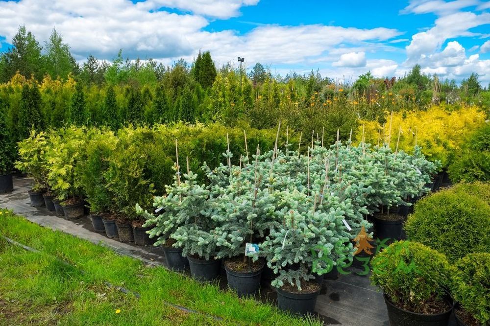Голубая ель в горшке