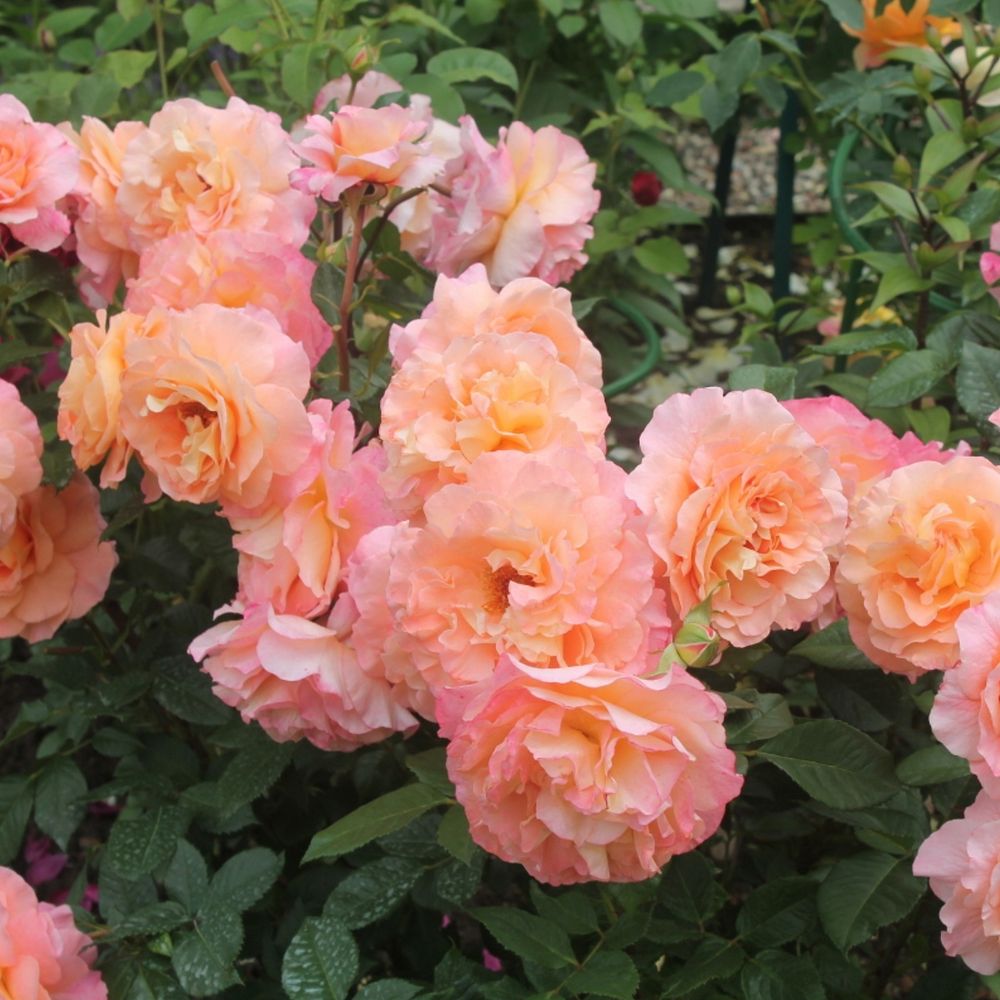 Августа Луиза (Augusta Luise)