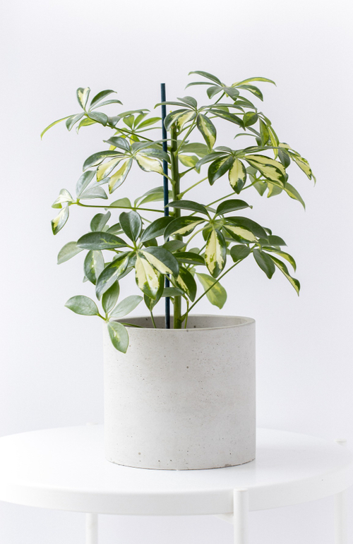 Шеффлера Вариегатная