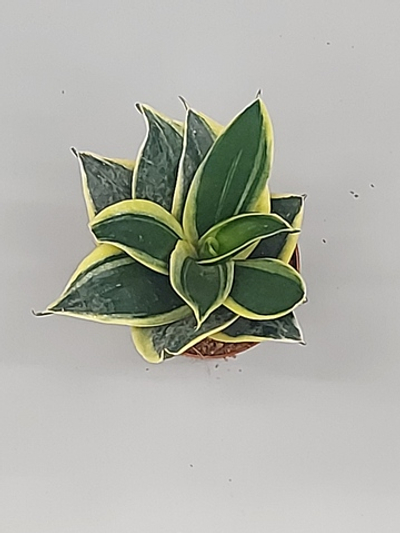 Сансевиерия  Голден Ханни