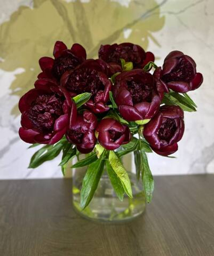 Пионы бордовые L Red Charm