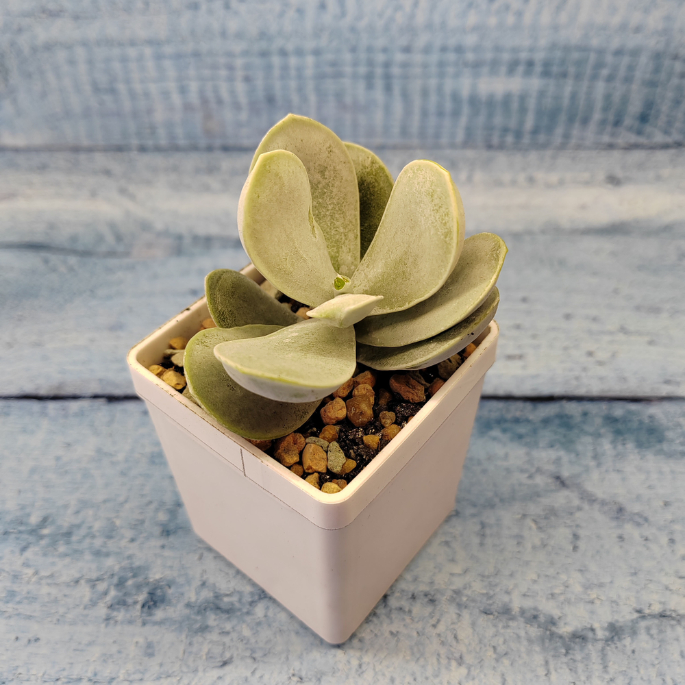 Adromischus Leucophyllus (Адромискус)