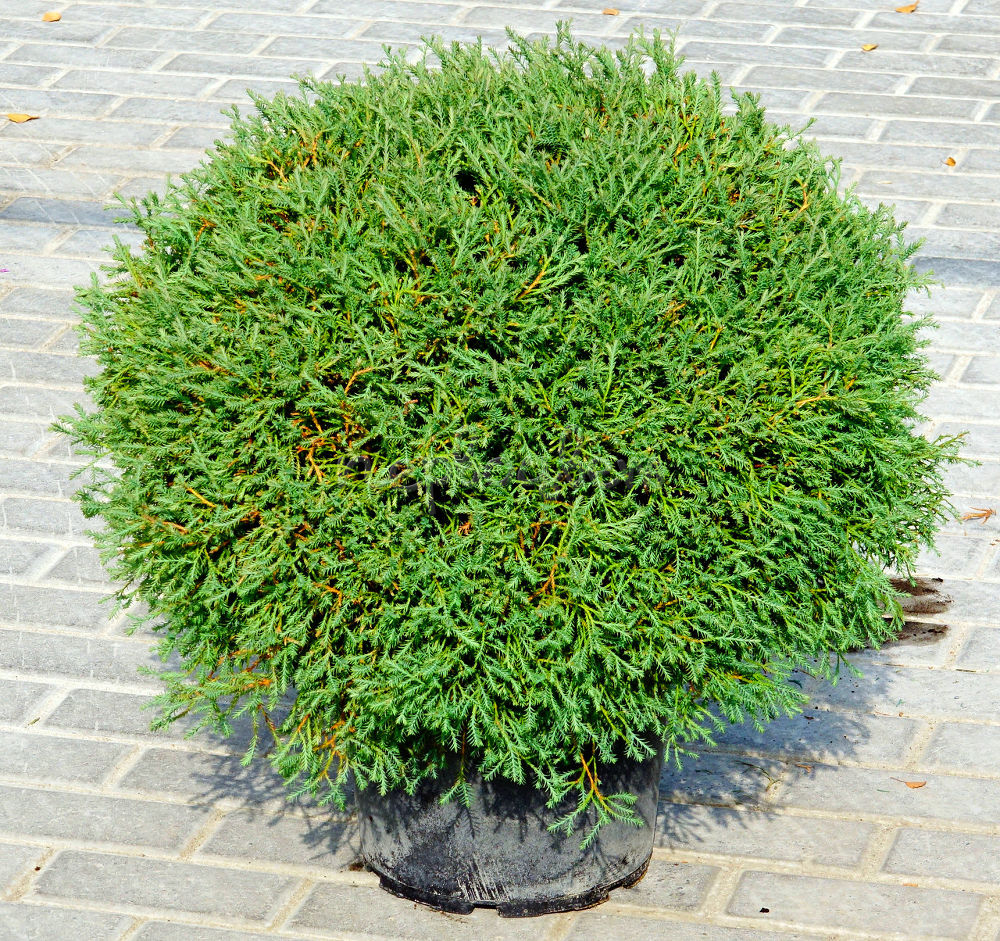 Туя западная Мистер Боулинг Болл Р9 15-20 см Закупка М62 апрель-май 2026