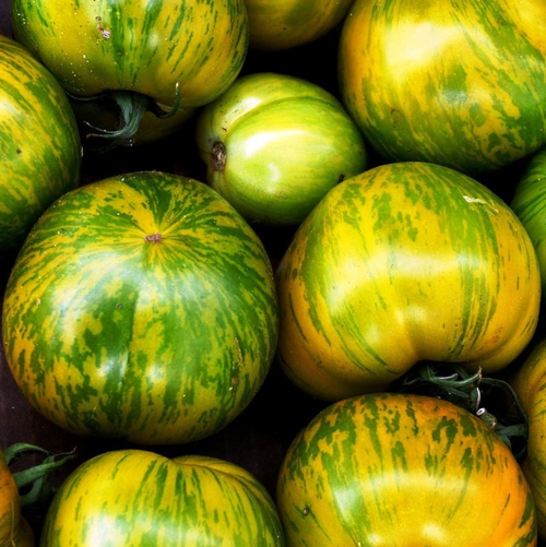 Помидоры Полосатые Zebra Rita - Зебра Рита