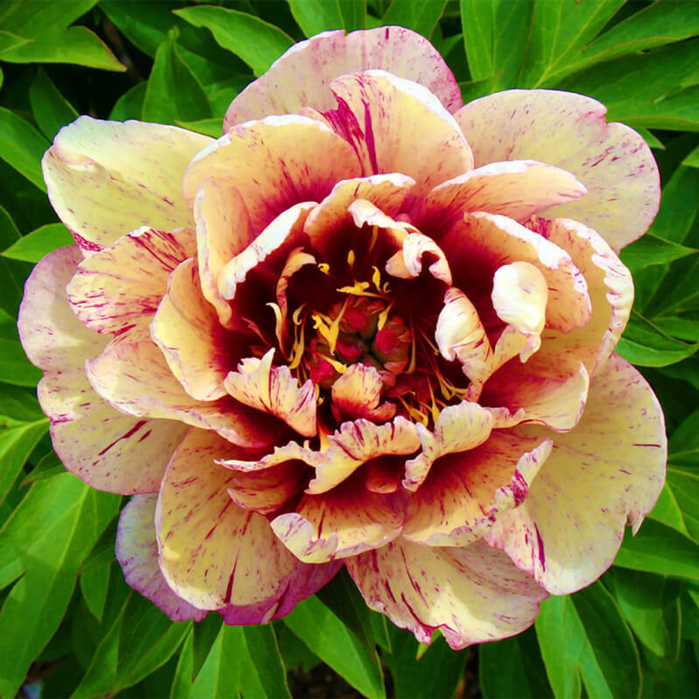 Пион ИТО-гибрид микс