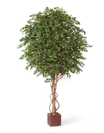 Фикус Бенджамина Гигантский