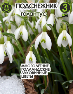 Подснежник Луковица цветов, 3 шт