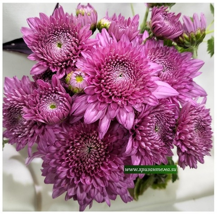 Хризантема садовая корейская Gompie Purple  (временно нет в продаже)