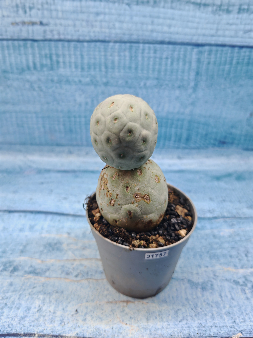 Tephrocactus Geometricus (Тефрокактус)