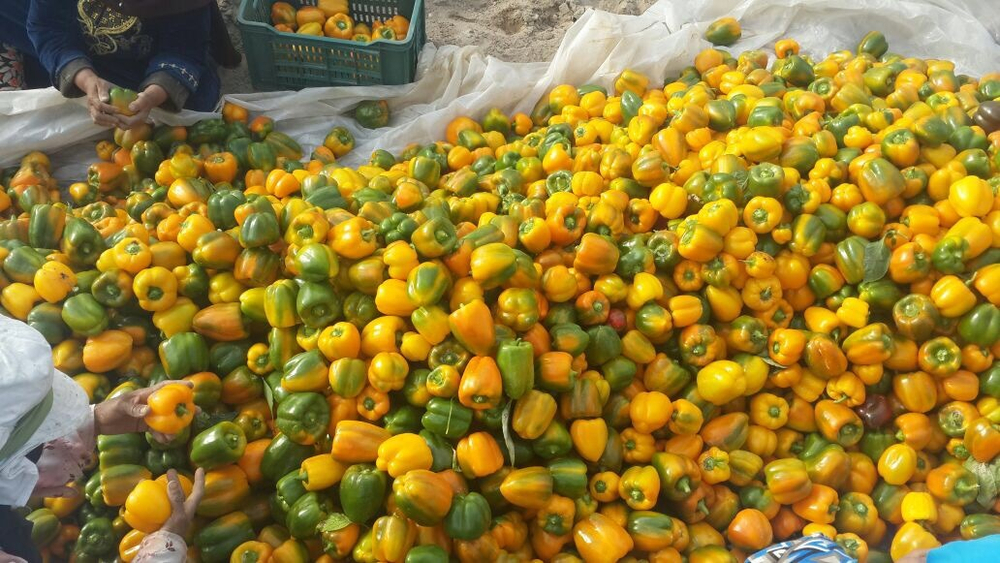 болгарский красный перец. зеленый перец, желтый перец- Египет