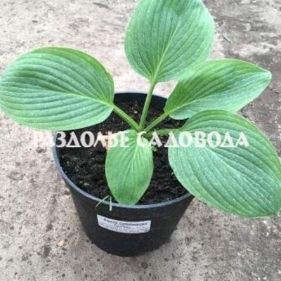 Хоста гибридная Ти Рекс (горшок 3л)