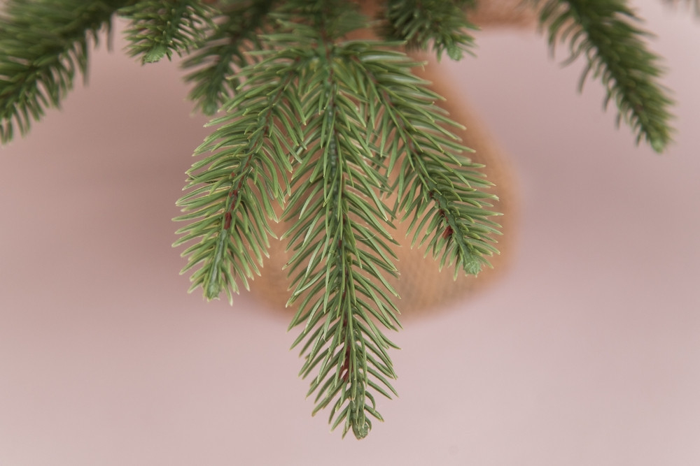 Ель в мешочке 45см Edelman B.V. Чемберлен зеленая