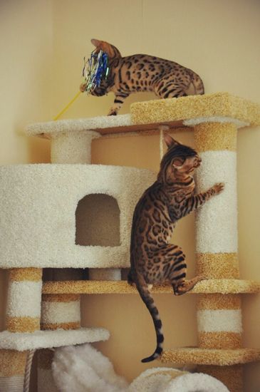 Домик для кота И-18