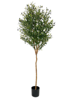 Олива 180 см.