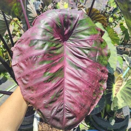 Колоказия SCARLET FAIRY