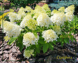 Гортензия метельчатая Скайфолл - Небесное Падение (Hydrangea paniculata `Skyfall`)