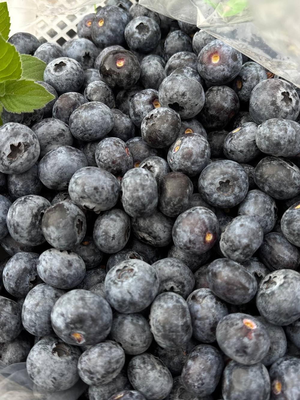 Голубика свежая