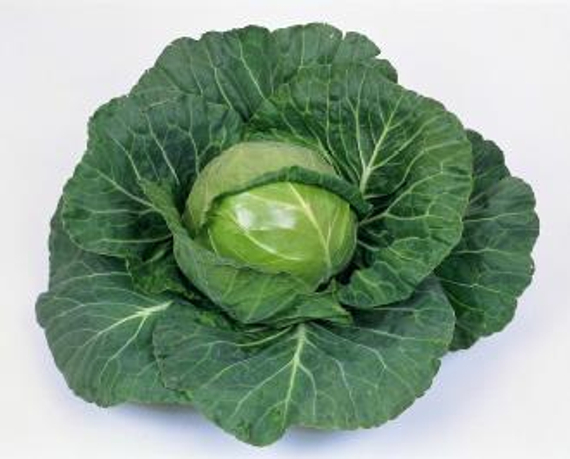Суприм Вантаж F1 семена капусты белокочанной (Sakata / Саката) – фото 2