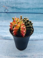 Gymnocalycium Variegata (Гимнокалициум Вариегатный)