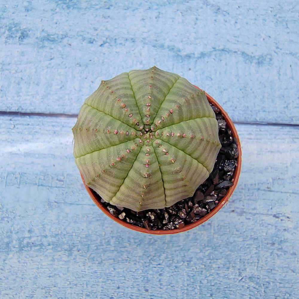 Euphoria Obesa (Эуфорбия)